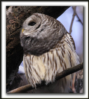 CHOUETTE RAYE   /   BARRED OWL    _MG_6499 aa