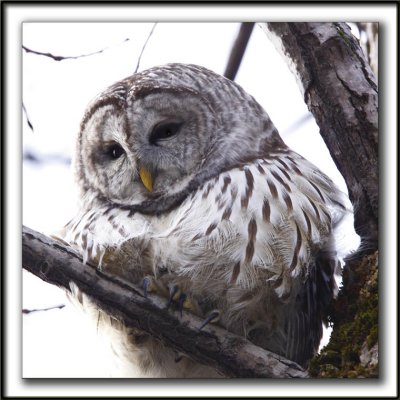 CHOUETTE RAYE   /   BARRED OWL    _MG_6551 aa