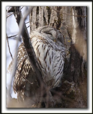 CHOUETTE RAYE   /   BARRED OWL    _MG_6626 aa