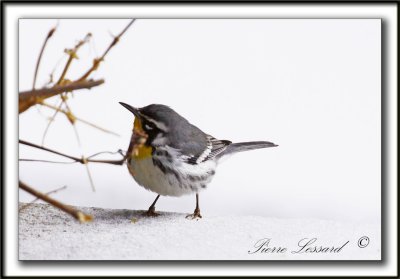 PARULINE  GORGE JAUNE, mle   /   YELLOW-THROATED WARBLER, male    _MG_6977 aa