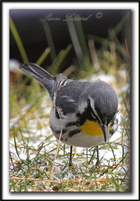 PARULINE  GORGE JAUNE, mle   /   YELLOW-THROATED WARBLER, male    _MG_6990 aa