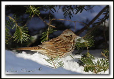 BRUANT CHANTEUR, rare daans la neige  /  SONG SPARROW, rarely in snow    _MG_7413 a