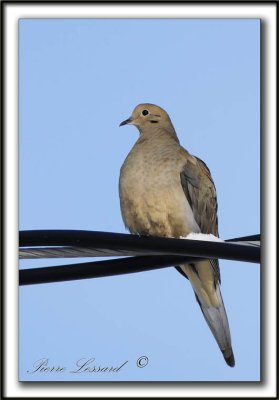  TOURTERELLE TRISTE  -  MOURNING DOVE    _MG_7441 a