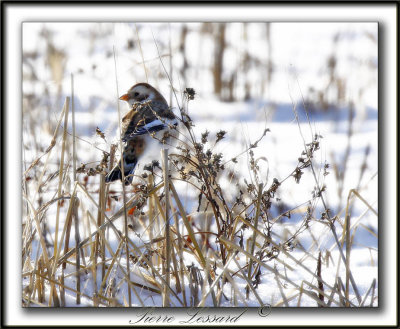 BRUANT DES NEIGES  /  SNOW BUNTING      _MG_7336 a