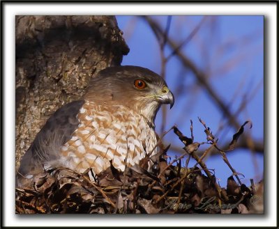 PERVIER BRUN   /   SHARP-SHINNED HAWK    _MG_6815 a   /   Crop 100%