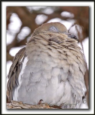 TOURTERELLE  AILES BLANCHES   /   WHITE-WINGED DOVE    _MG_6888 a