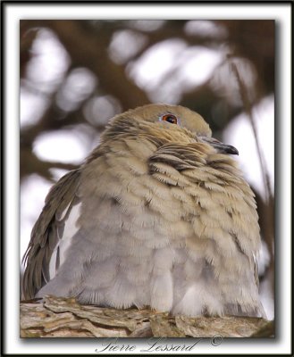 TOURTERELLE  AILES BLANCHES   /   WHITE-WINGED DOVE    _MG_6926 a