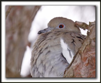 TOURTERELLE  AILES BLANCHES   /   WHITE-WINGED DOVE