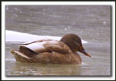  COLVERT LEUCIQUE, femelle   /   MALLARD LOUCOUS DUCK, female   _MG_7023 a