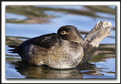FULIGULE  COLLIER, jeune femelle   /   RING-NECKED DUCK, young female    _MG_3050 a