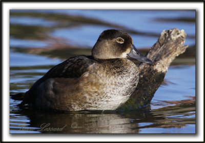 FULIGULE  COLLIER, jeune femelle   /   RING-NECKED DUCK, young female    _MG_3095 a