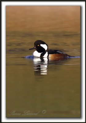 HARLE COURONN, mle  /  HOODED MERGANSER, male   _MG_5435 b  -  Base de plein air Ste-Foy