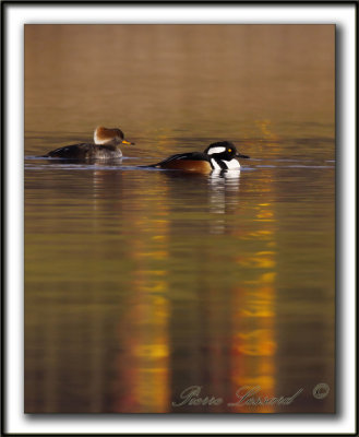 HARLE COURONN, mle  /  HOODED MERGANSER, male   _MG_5463 b  -  Base de plein air Ste-Foy