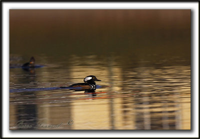 HARLE COURONN, mle  /  HOODED MERGANSER, male   _MG_5612 bb  -  Base de plein air Ste-Foy