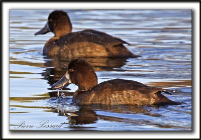 FULIGULE MILOUINAN   /  GREATER SCAUP    _MG_0504 a