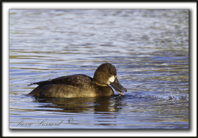 FULIGULE MILOUINAN   /  GREATER SCAUP    _MG_0507 a