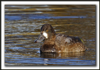 FULIGULE MILOUINAN   /  GREATER SCAUP    _MG_0520 a