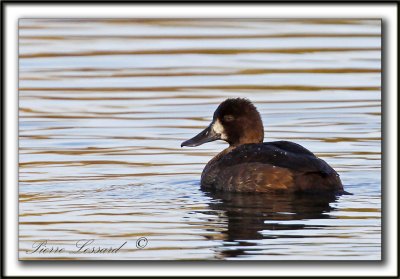 FULIGULE MILOUINAN   /  GREATER SCAUP    _MG_0555 ab