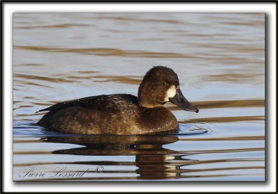 FULIGULE MILOUINAN   /  GREATER SCAUP    _MG_0569 a