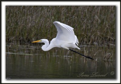 GRANDE AIGRETTE  /  GREAT EGRET    _MG_2603 a