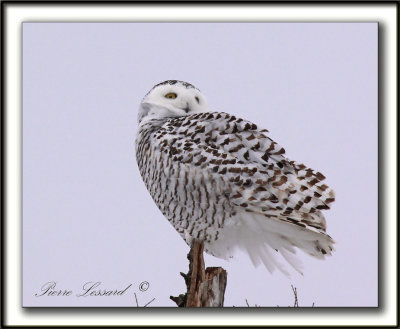 HARFANG DES NEIGES  -  SNOWY OWL    _MG_7957 b