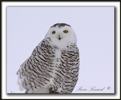 HARFANG DES NEIGES  -  SNOWY OWL    _MG_7995 a