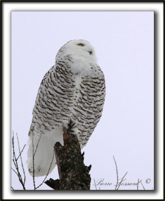 HARFANG DES NEIGES  -  SNOWY OWL    _MG_8006 a