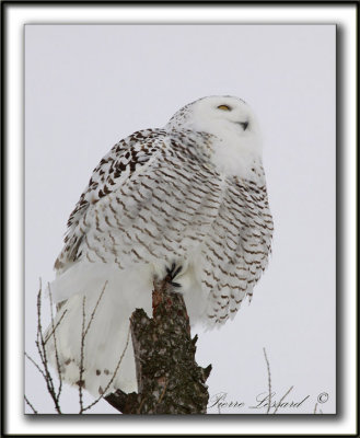 HARFANG DES NEIGES  -  SNOWY OWL    _MG_8018 a