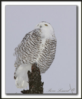 HARFANG DES NEIGES  -  SNOWY OWL    _MG_8070 -125 a