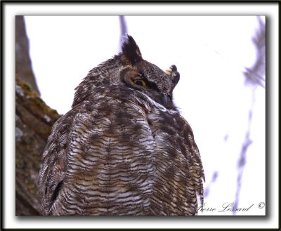  GRAND-DUC D'AMRIQUE   /   GREAT HORNED OWL     _MG_8238 a