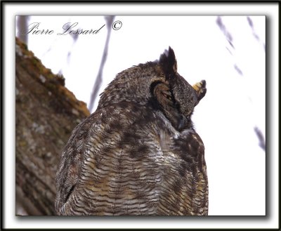  GRAND-DUC D'AMRIQUE   /   GREAT HORNED OWL     _MG_8274 a