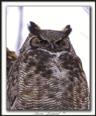  GRAND-DUC D'AMRIQUE   /   GREAT HORNED OWL     _MG_8285 a
