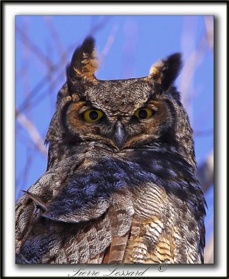 GRAND-DUC D'AMRIQUE,mle   /   GREAT HORNED OWL, male      _MG_9272 a