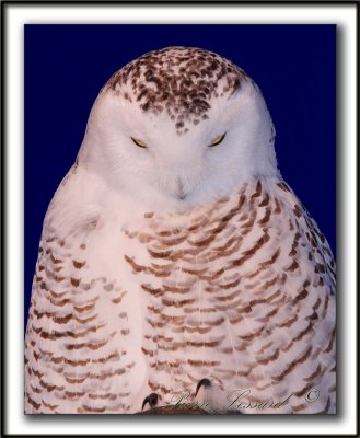 HARFANG DES NEIGES, Il ressemble  un Vampire  -  SNOWY OWL , look a like a Vampire    _MG_9532 a