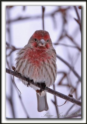 ROSELIN FAMILIER     /  HOUSE FINCH     _MG_8306 a