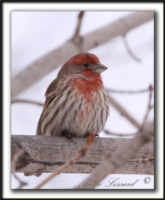 _ROSELIN FAMILIER     /  HOUSE FINCH     MG_8348 b