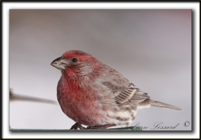 ROSELIN FAMILIER     /  HOUSE FINCH     _MG_8376 a