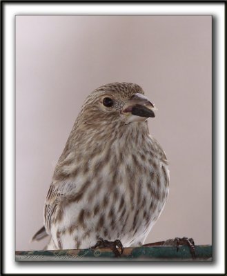 ROSELIN FAMILIER, femelle   /  HOUSE FINCH, female    _MG_8379 a