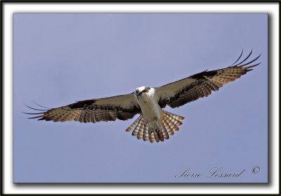 BALBUZARD  PCHEUR  /  OSPREY    _MG_1609a