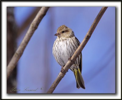 TARIN DES PINS   /  PINE SISKIN    _MG_0337 a