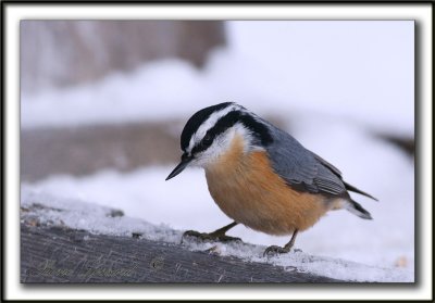 SITTELLE  POITRINE ROUSSE  /  RED-BREASTED NUTHATCH    _MG_3647a