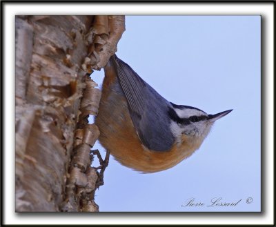 SITTELLE  POITRINE ROUSSE  /  RED-BREASTED NUTHATCH