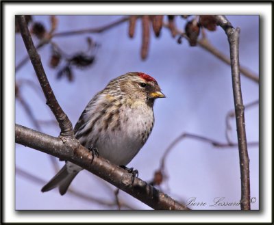  SIZERIN FLAMM  /  COMMON REDPOLL   _MG_1267 a