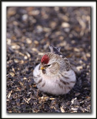 SIZERIN BLANCHTRE   /    HOARY REDPOLL    _MG_0391 a