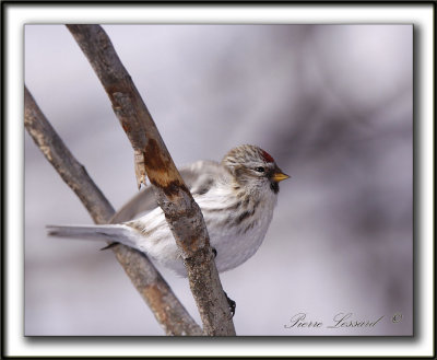 SIZERIN BLANCHTRE   /    HOARY REDPOLL