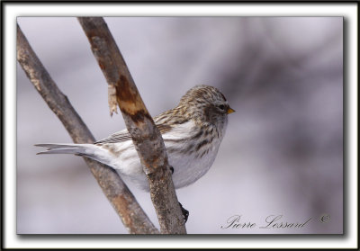 SIZERIN BLANCHTRE   /    HOARY REDPOLL   _MG_0478 a