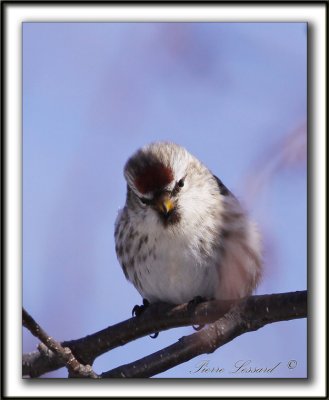 SIZERIN BLANCHTRE   /    HOARY REDPOLL   _MG_1237 a