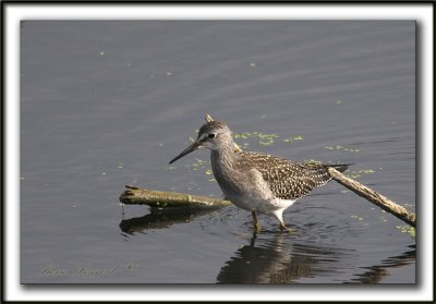 PETIT CHEVALIER   /   LESSER YELLOWLEGS     IMG_0650 a