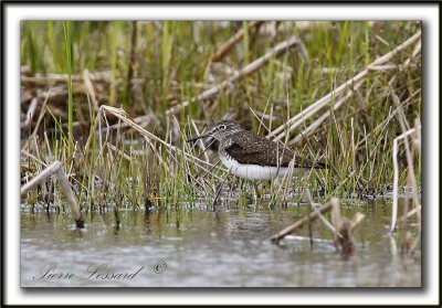 CHEVALIER  SOLITAIRE /  SOLITARY SANDPIPER    _MG_2480 a