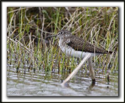 CHEVALIER  SOLITAIRE /  SOLITARY SANDPIPER    _MG_2501 a